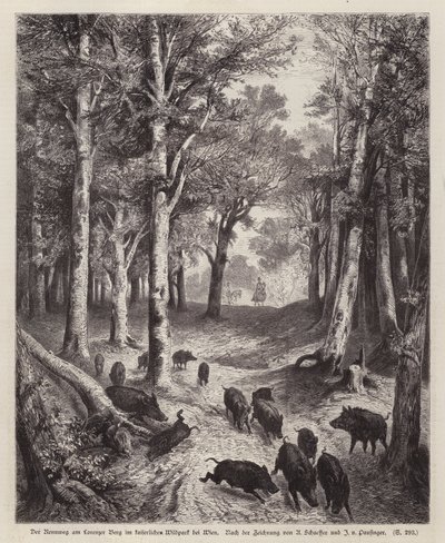 Sanglier sur le Lorenzer Berg dans le parc impérial à Vienne, Autriche - European School