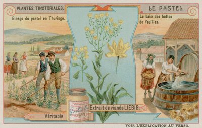 Le pastel et une récolte en Thuringe en Allemagne - European School