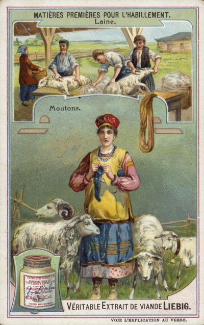 Laine : mouton - European School