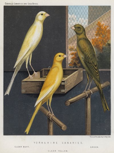Canaris du Yorkshire, Buff clair, Vert, Jaune clair - European School