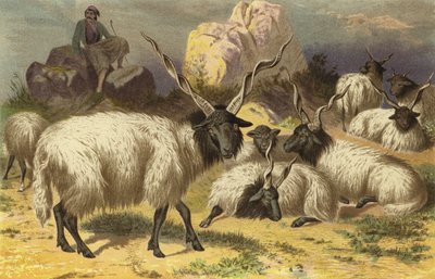 Mouton Zackel - European School
