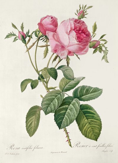 Thory, les Roses, Rosa Centifolia Foliaca - Eustache Hyacinthe Langlois