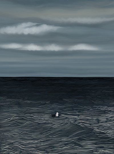 Mouette flottant sur l
