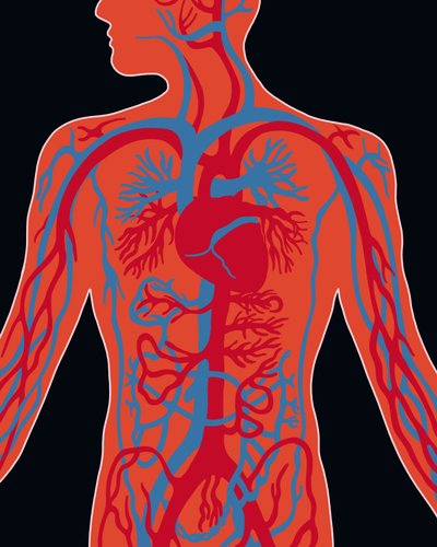 Réseau du système cardiovasculaire - Evan Sklar