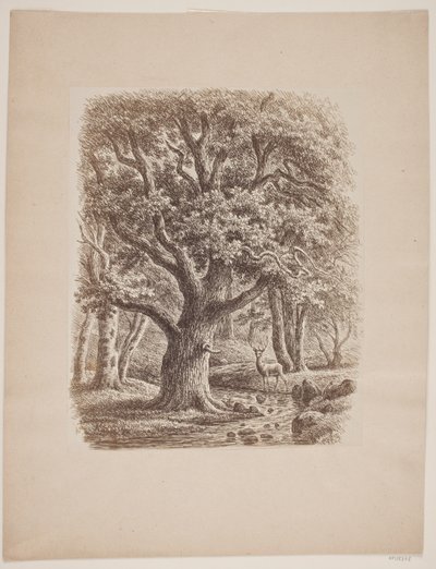 Paysage forestier avec un cours d