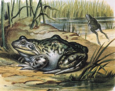 Grenouille taureau. Amphibien Ranidae. Gravure d