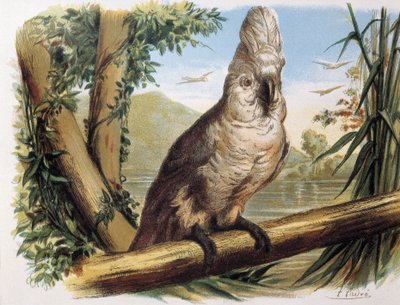Cacatoès blanc. Gravure d