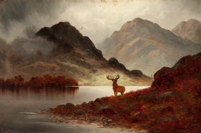 Cerf à la baie - F. Carl