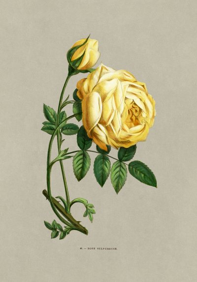 Rose Sulfureuse - F. Grobon