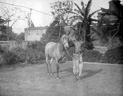 Homme avec un cheval, Alipore, Inde - F. L. Peters