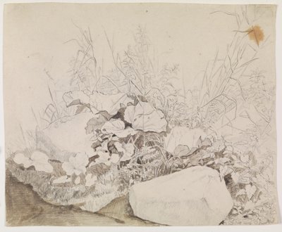 Plantes et rochers. Étude de détail - F. Sødring