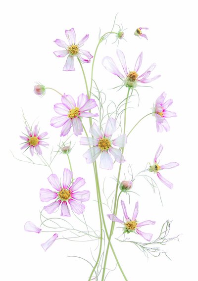 Cosmos rose éthéré - Fangping Zhou