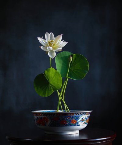 Sérénité du lotus blanc - Fangping Zhou
