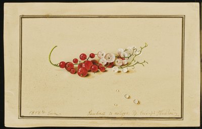 Groseilles rouges et blanches, 1818 - Fedor Petrovich Tolstoy