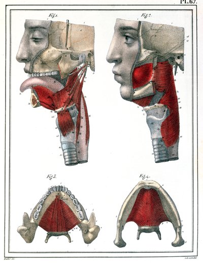 Anatomie de la gorge et de la mâchoire, du 