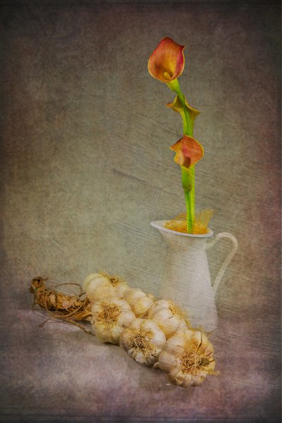 Callas rustiques à l