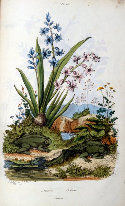 Crapaud - Felix-Edouard Guerin