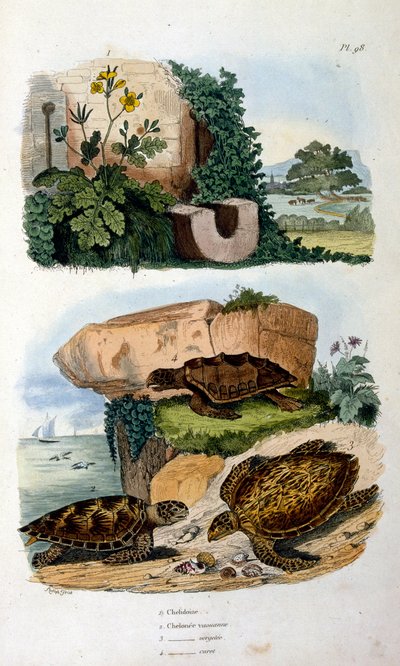 Tortues - Felix-Edouard Guerin