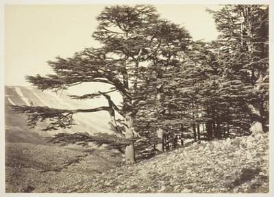 Cèdres du Liban - Félix Bonfils