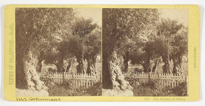 Der Garten der Oliven, Jerusalem, Nr. 576 aus der Serie "Ansichten von Palästina" - Félix Bonfils