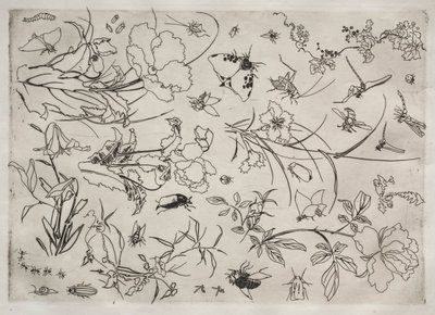 Service de table (service Rousseau) : Fleurs et insectes (n° 15) - Felix Bracquemond