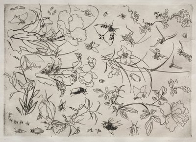 Service de table Rousseau : Fleurs et Insectes n° 15, 1866 - Felix Bracquemond