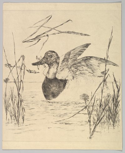 Canard, 1850-1914 - Felix Bracquemond