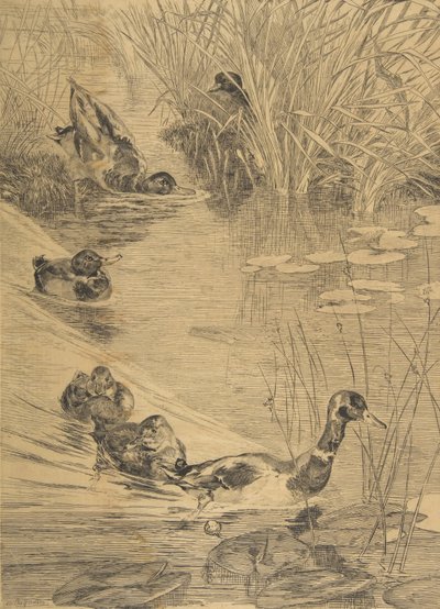 Ébats de canards, 1850-1914 - Felix Bracquemond