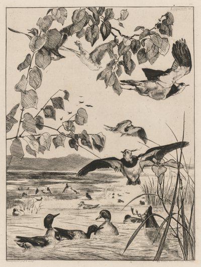 Vanneaux et sarcelles, 1862 - Felix Bracquemond
