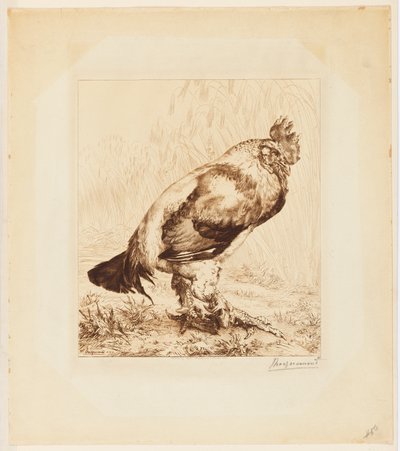 Le Vieux Coq - Felix Bracquemond