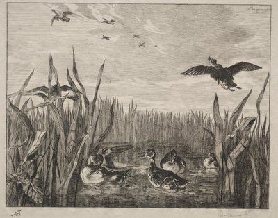 Sarcelle, 1853 - Felix Bracquemond