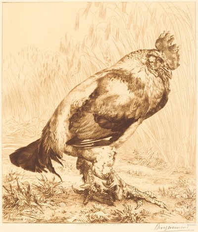 Le vieux coq - Felix Bracquemond