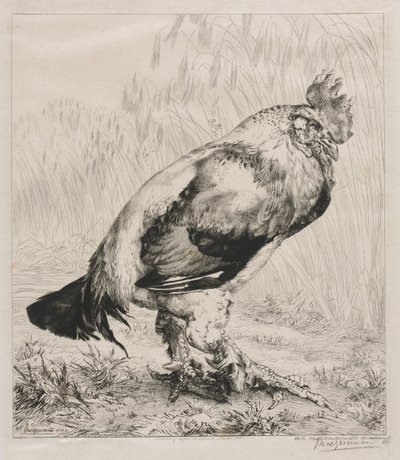 Le vieux coq - Felix Bracquemond