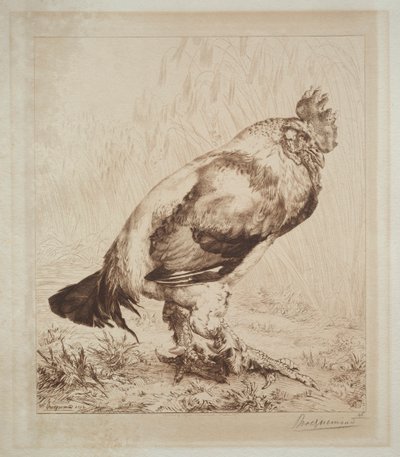 Le vieux coq - Felix Bracquemond