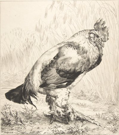 Le Vieux Coq - Felix Bracquemond