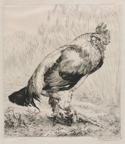Le Vieux Coq, 1882 - Felix Bracquemond