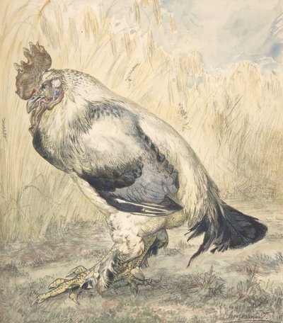Le Vieux Coq, vers 1882 - Felix Bracquemond