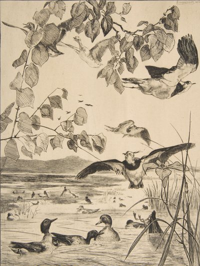 Vanneaux et Sarcelles, 1862 - Felix Bracquemond