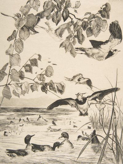 Vanneaux et sarcelles - Felix Bracquemond