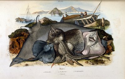 Illustration de la raie manta - Felix Edouard Guerin