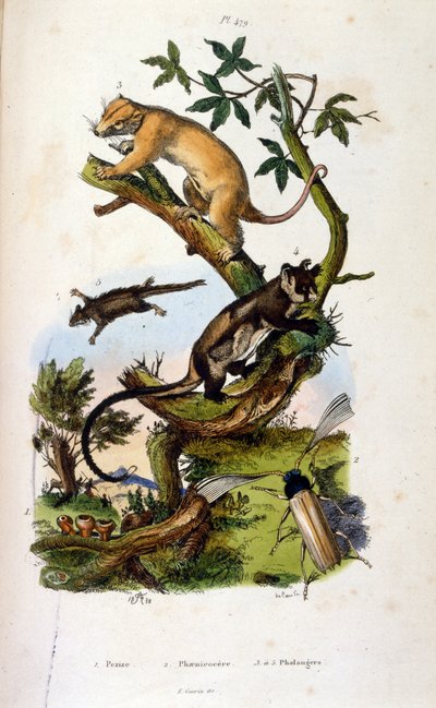 Illustration de mammifères et d