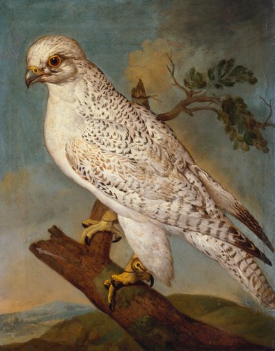 Un faucon sur une branche, 1736 - Ferdinand Phillip de Hamilton