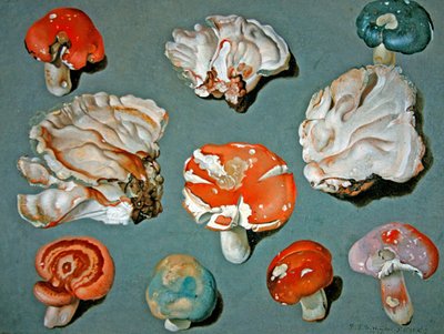 Études de Champignons - Ferdinand Phillip de Hamilton