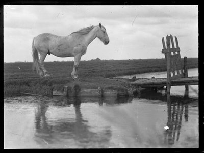 Cheval solitaire - Ferdinand Schmutzer