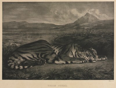Tigre Royal - Ferdinand Victor Eugene Delacroix