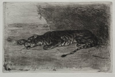Tigre couché à l