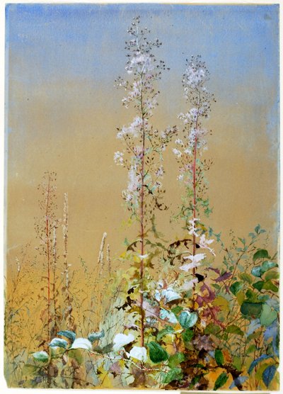 Sans titre, vers 1876 - Fidelia Bridges
