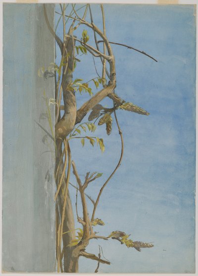Glycine sur un Mur - Fidelia Bridges