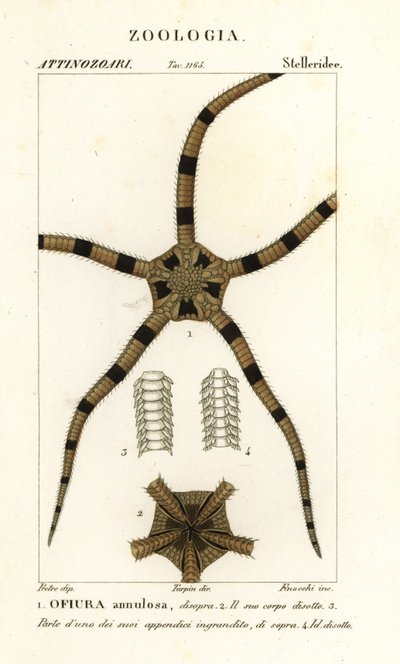 Ophiure, Ophiomastix annulosa, Ophiura annulosa - Finocchi Finocchi