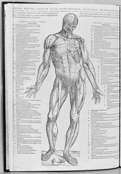 Étude anatomique, illustration de De Humani Corporis Fabrica Librorum Epitome par Andreas Vesalius (1514-64) publiée à Bâle, 1543 - Flemish School